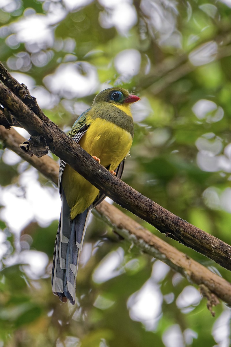 Sumatran Trogon - ML645699345