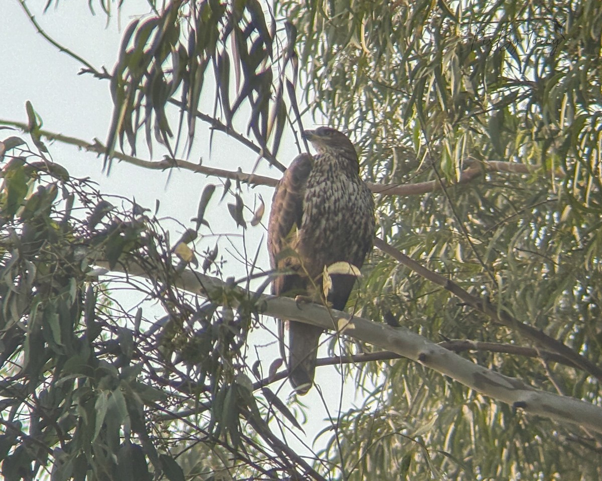 Bonelli arranoa - ML645699346