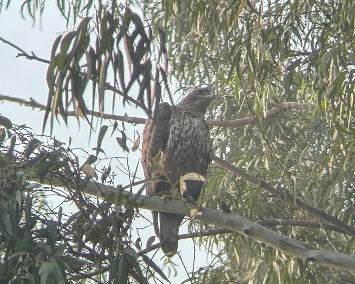 Bonelli arranoa - ML645699347