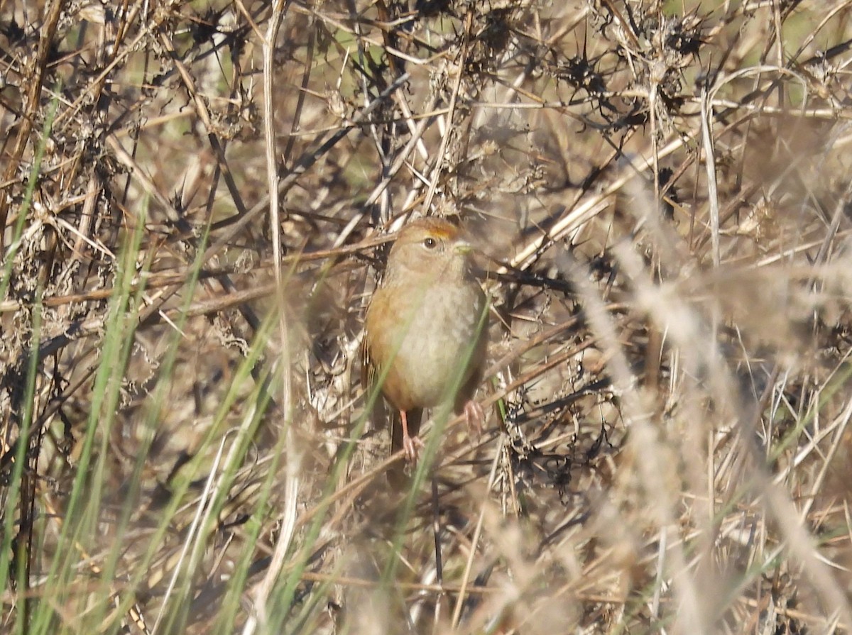 White-crowned Sparrow - ML645699348