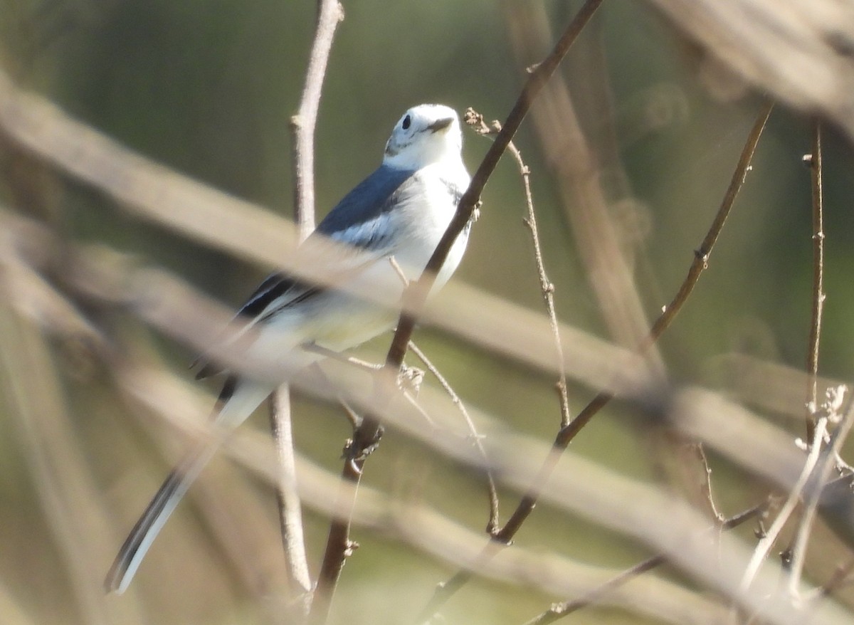 Buztanikara zuria - ML645699349