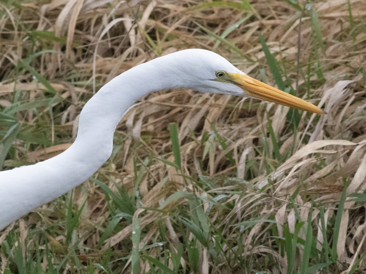 Great Egret - ML645699350