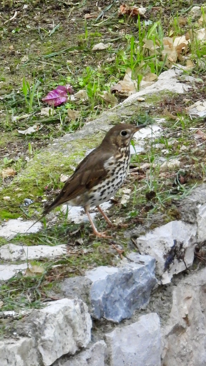 Birigarro arrunta - ML645699353