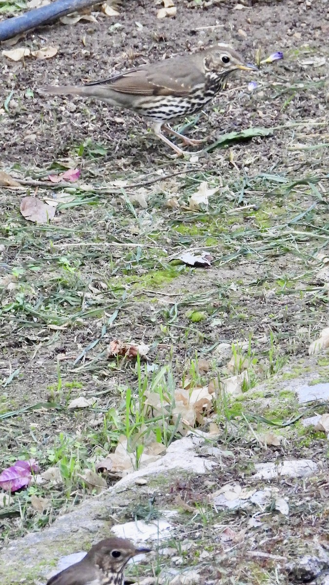 Birigarro arrunta - ML645699354