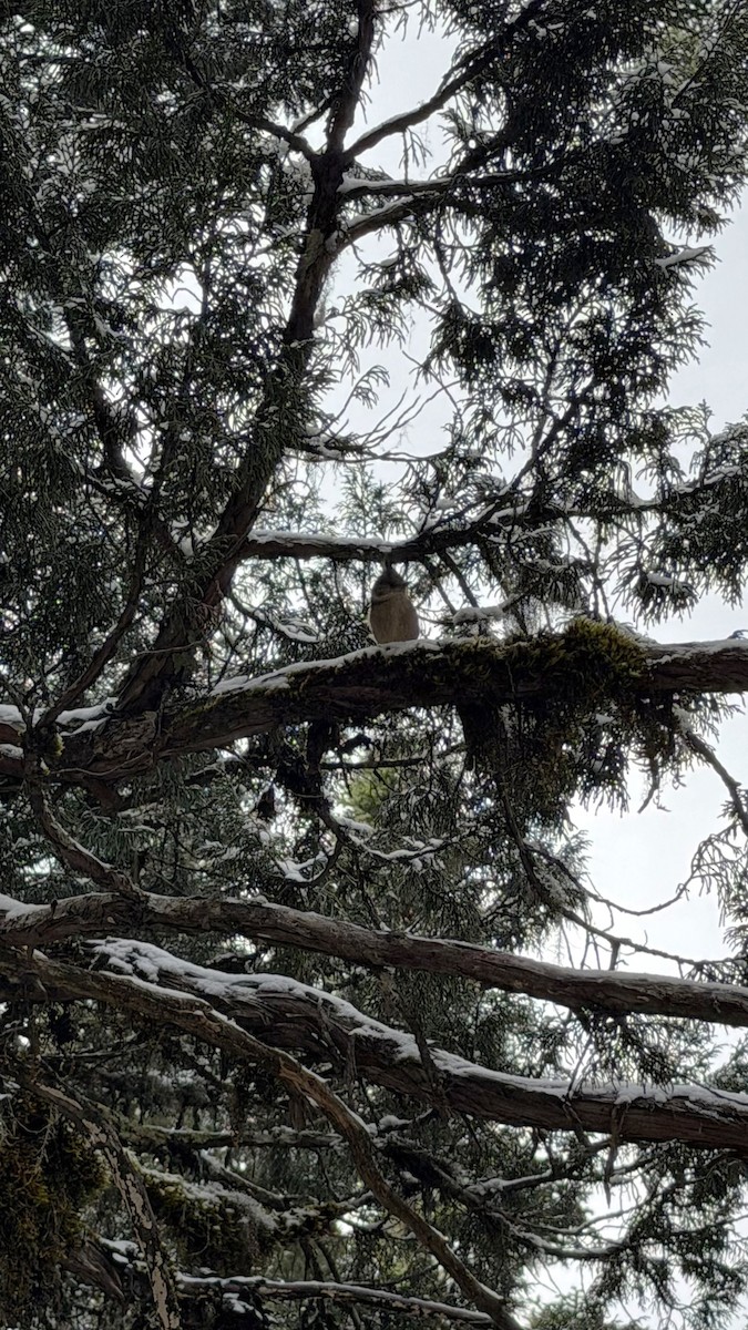 ハイイロカンムリガラ - ML645699355