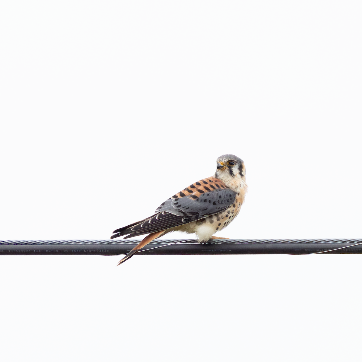 アメリカチョウゲンボウ - ML645699358