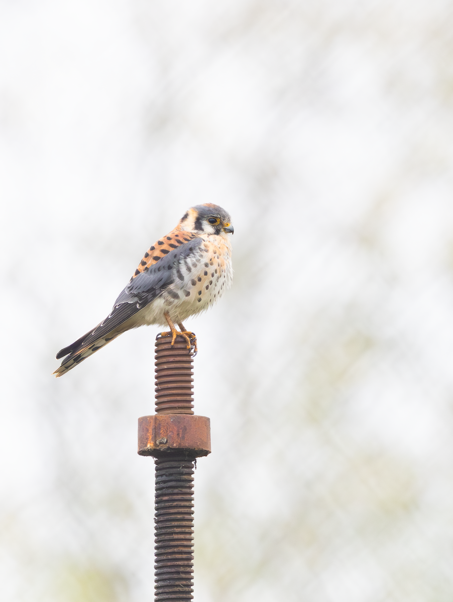 アメリカチョウゲンボウ - ML645699359