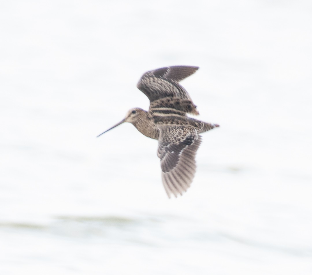 タシギ - ML645699362