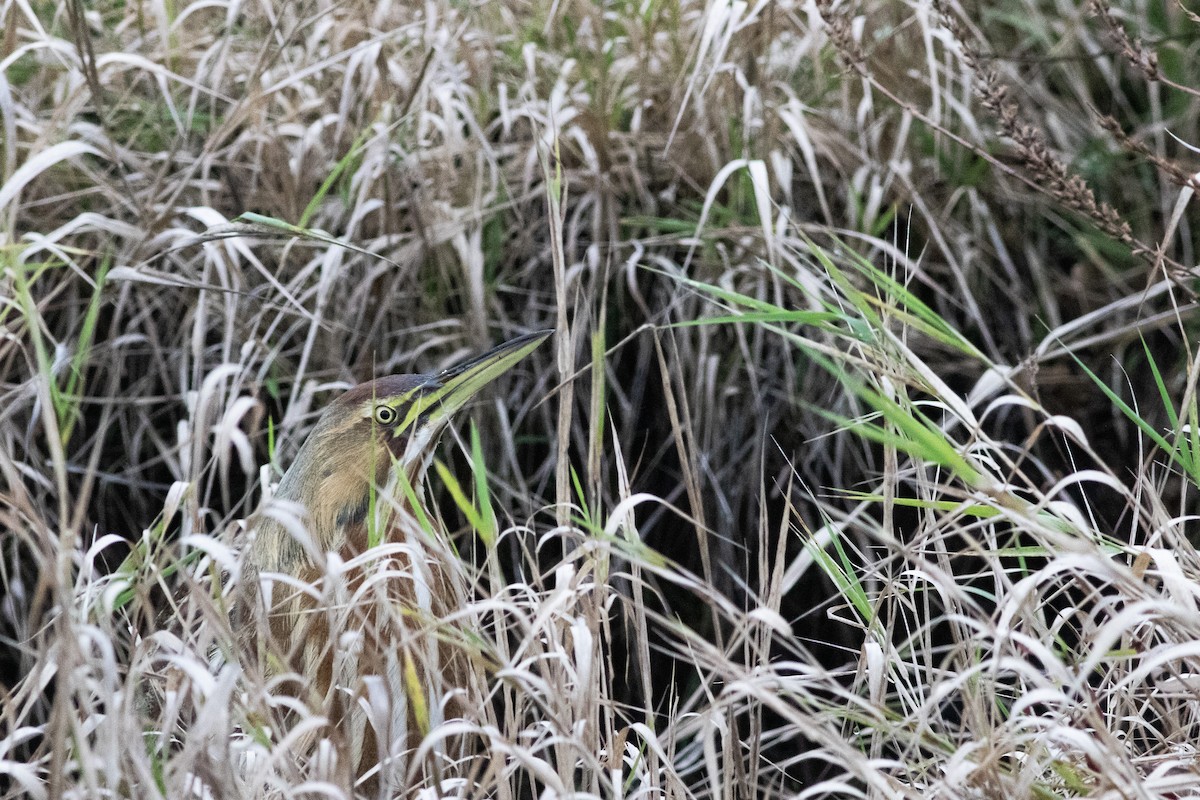 amerikarørdrum - ML645699364