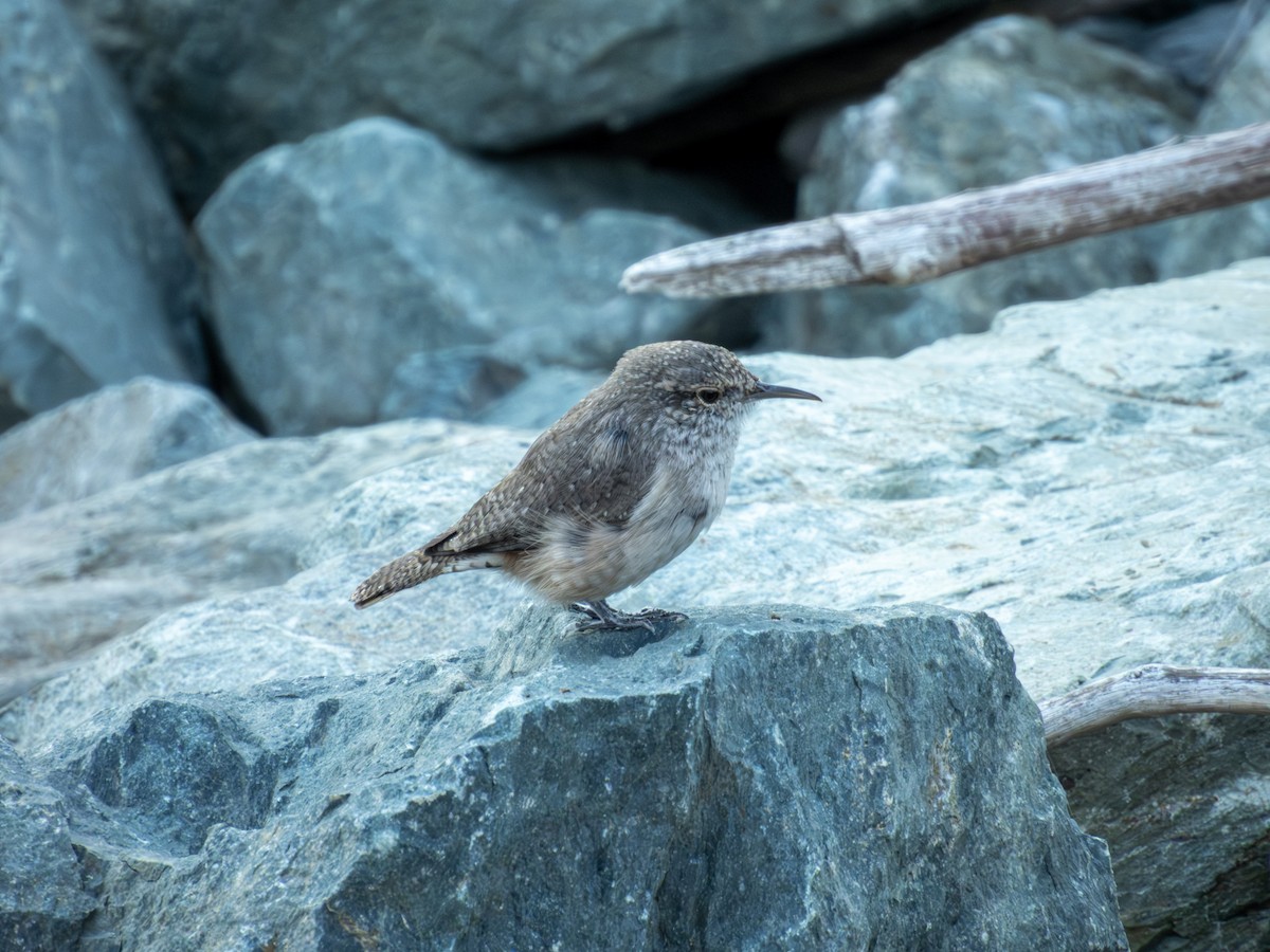 イワミソサザイ - ML645699365