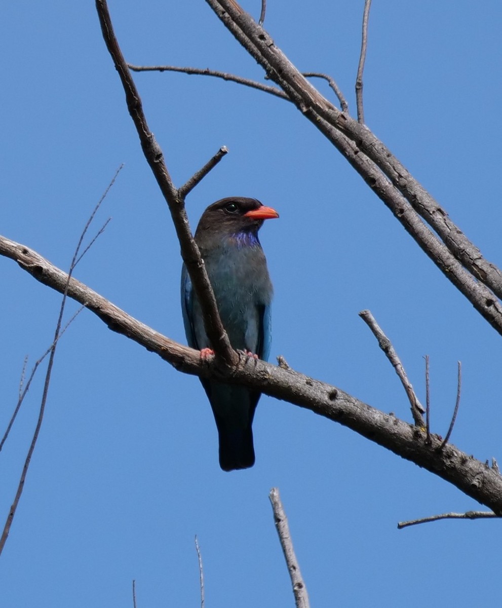 ブッポウソウ - ML645699366