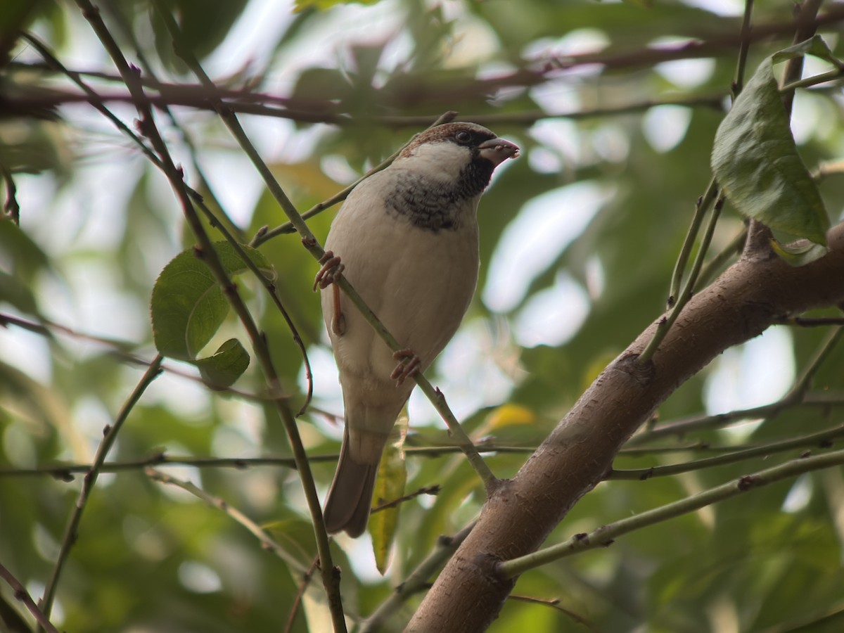 イエスズメ - ML645699367