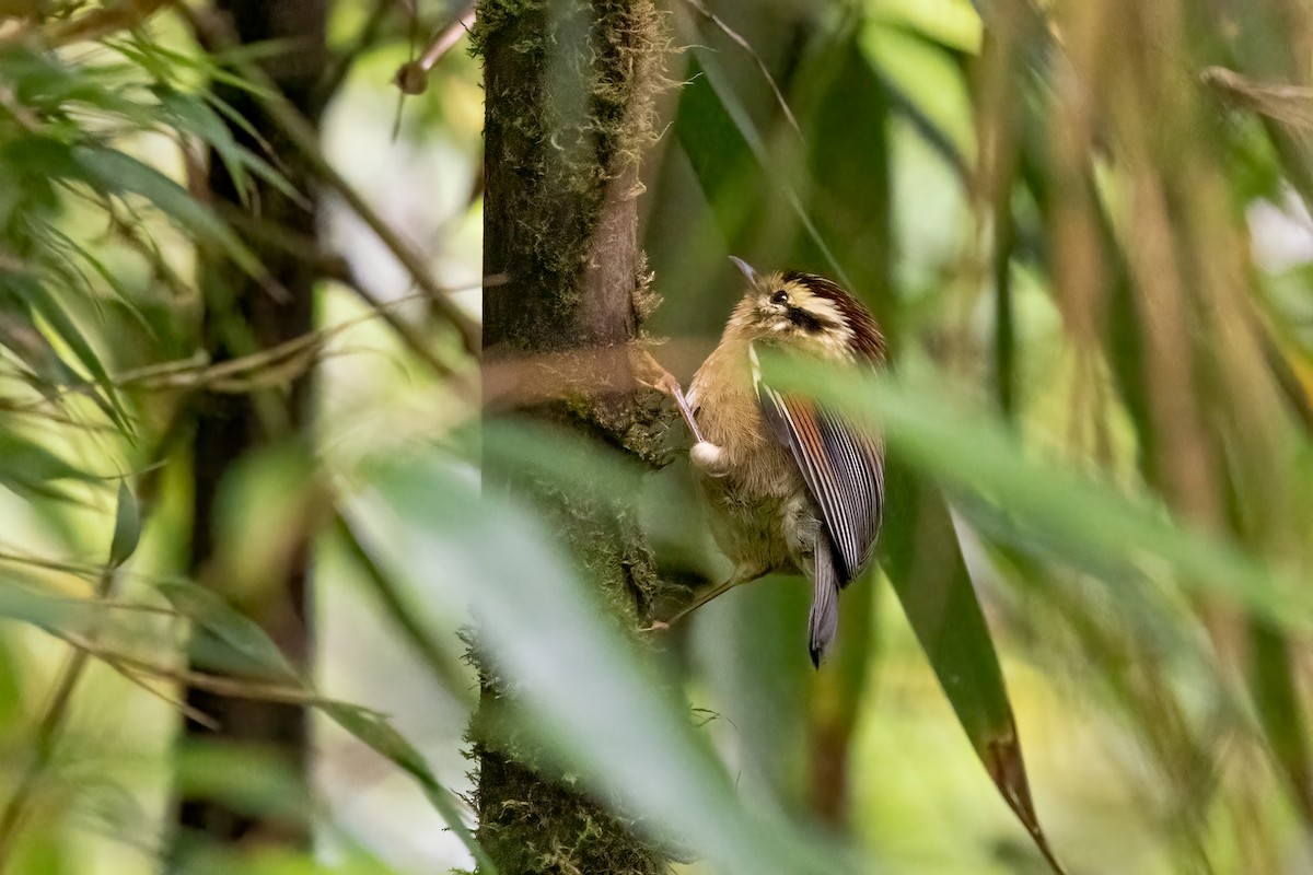 クリボウシチメドリ - ML645699368