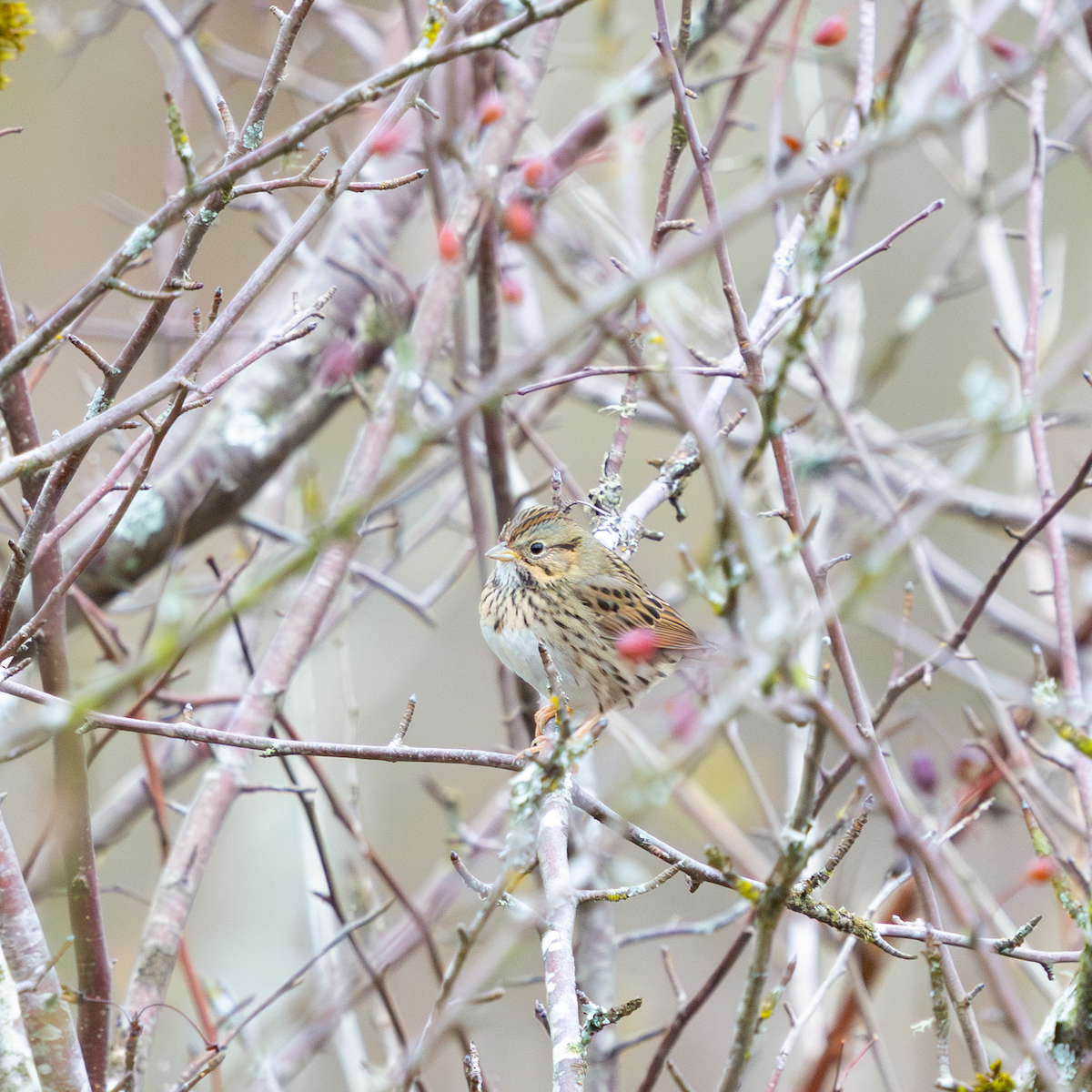 ヒメウタスズメ - ML645699369