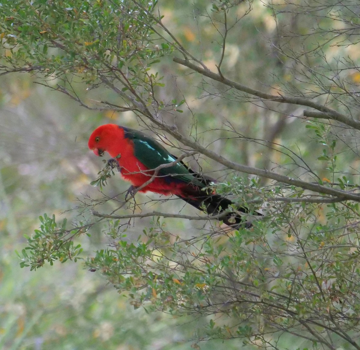 キンショウジョウインコ - ML645699370