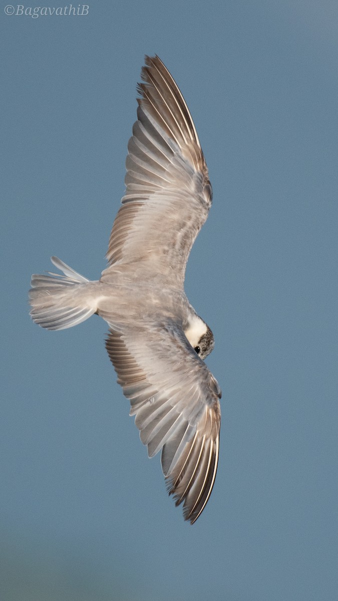 クロハラアジサシ - ML645699372