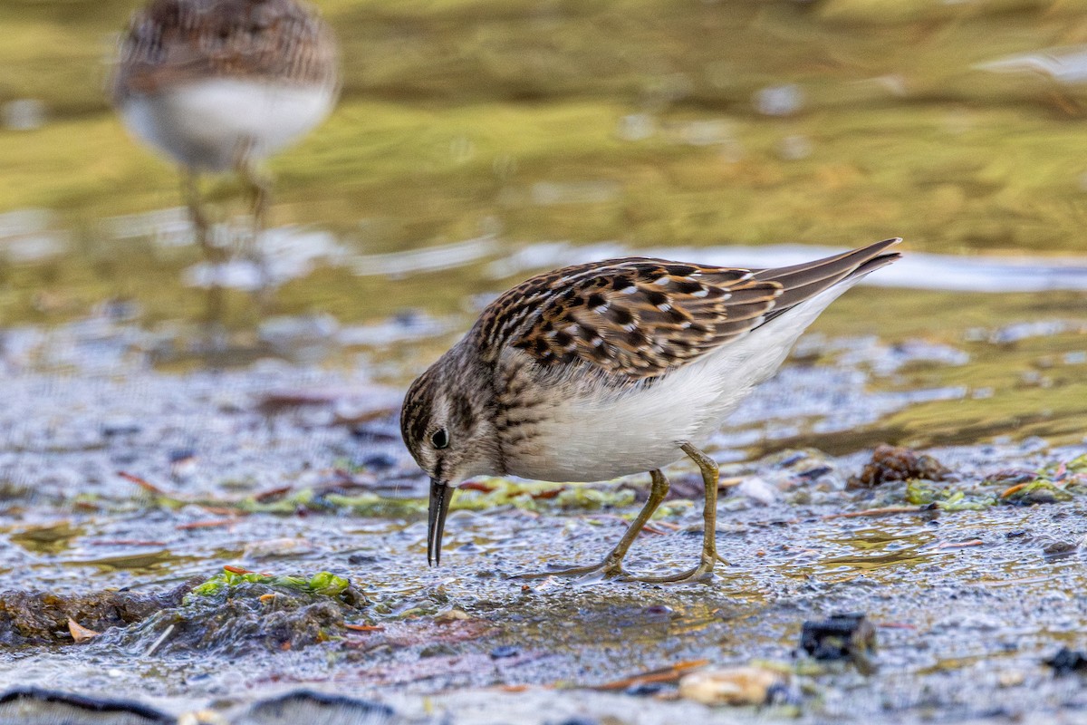 アメリカヒバリシギ - ML645699373