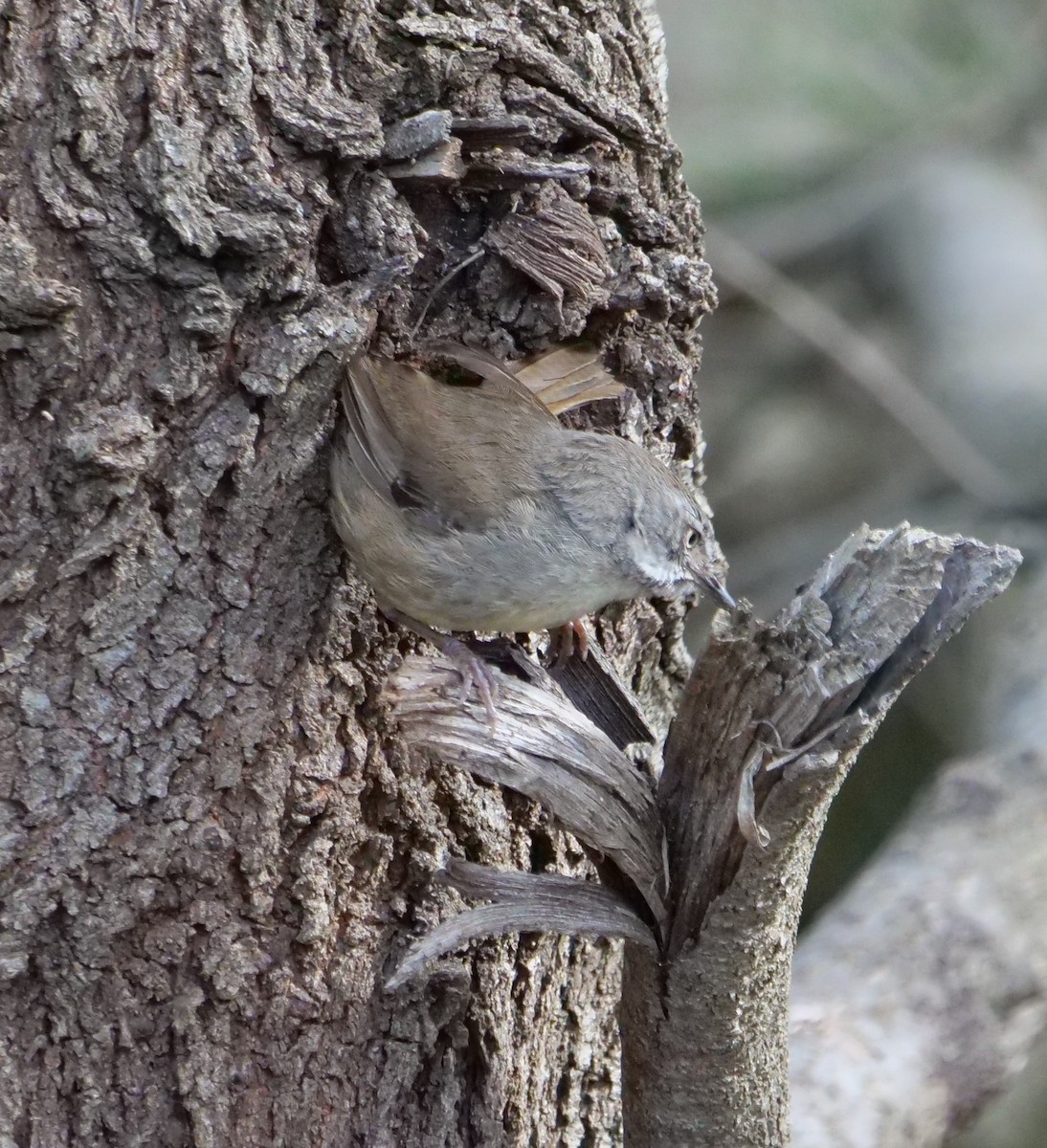 マミジロヤブムシクイ - ML645699374