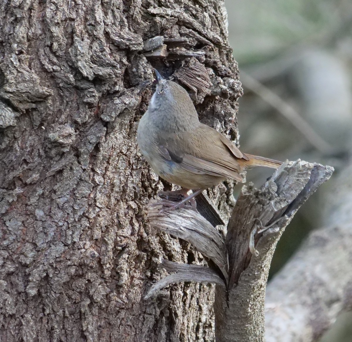 マミジロヤブムシクイ - ML645699375