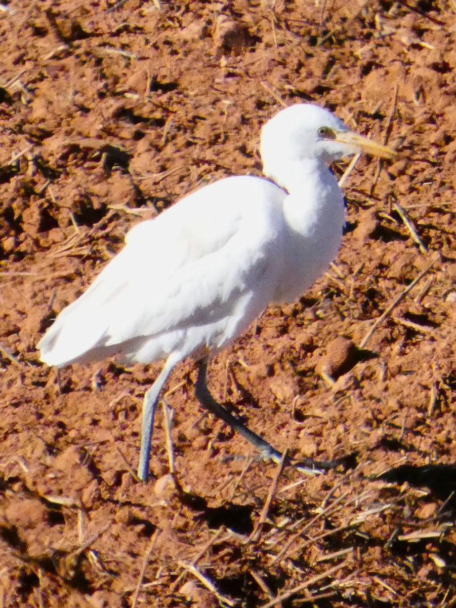 ニシアマサギ - ML645699376