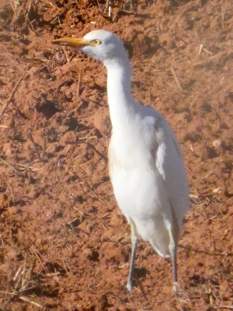 ニシアマサギ - ML645699377