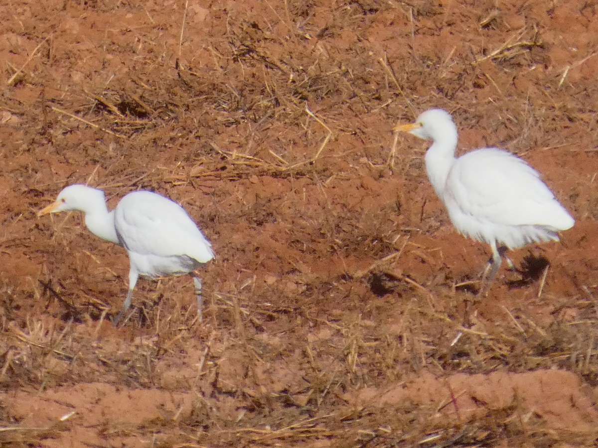 ニシアマサギ - ML645699378