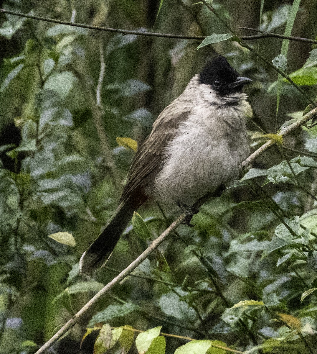 Sooty-headed Bulbul - ML645699382