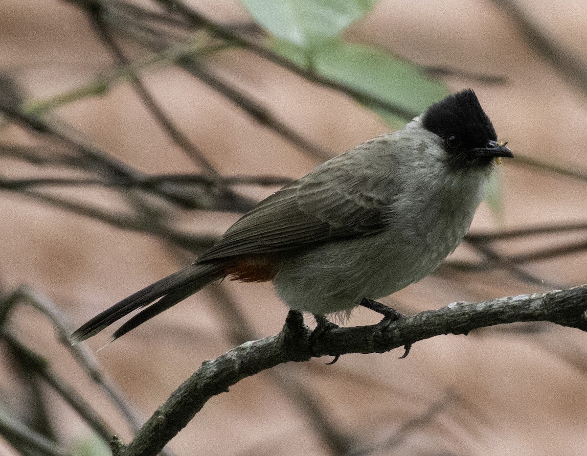 Sooty-headed Bulbul - ML645699383