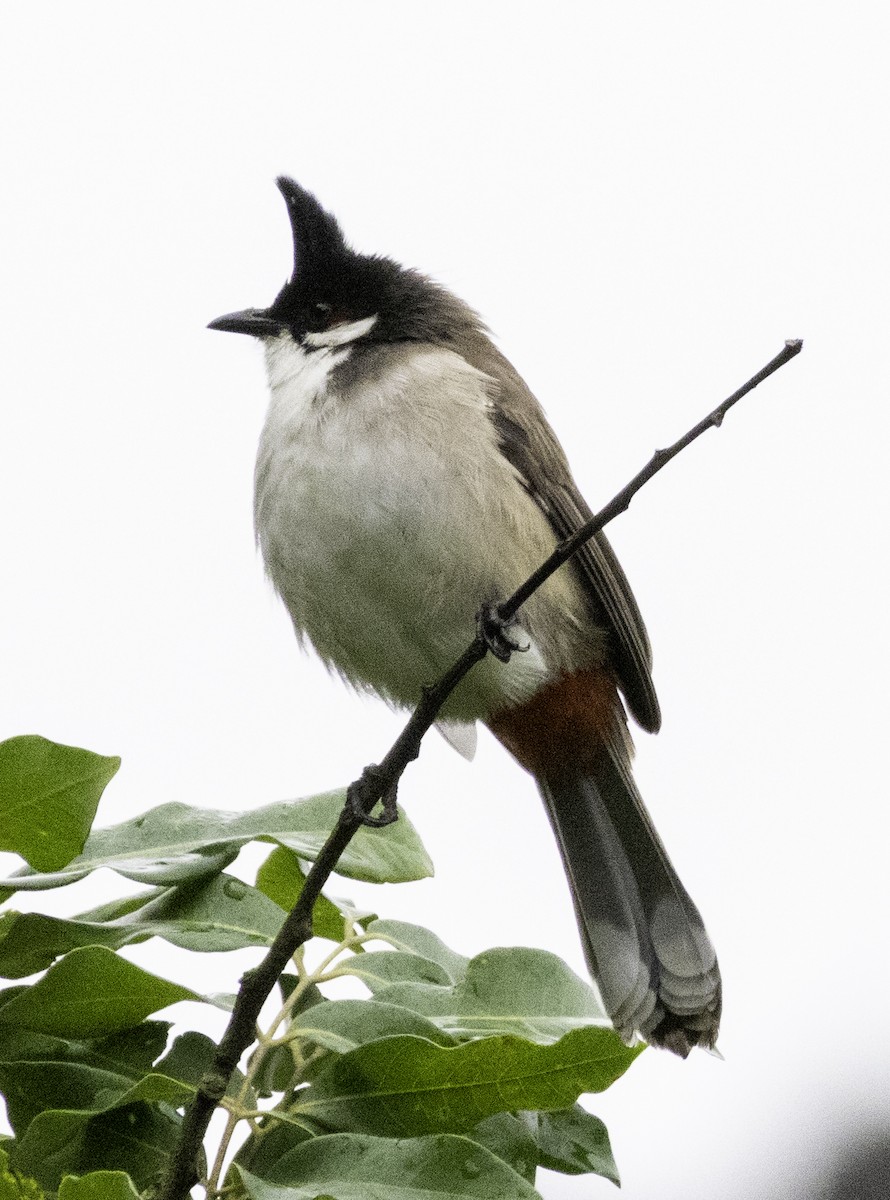 Red-whiskered Bulbul - ML645699385