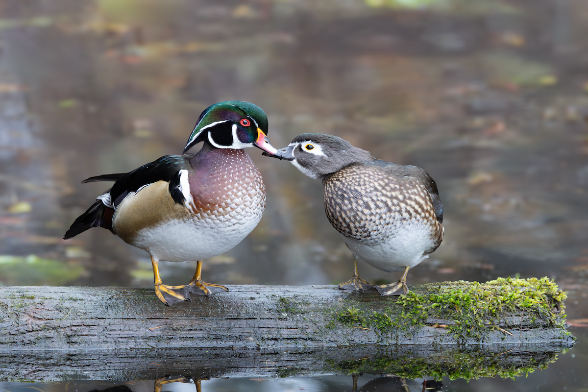 מנדרין אמריקני - ML645699386