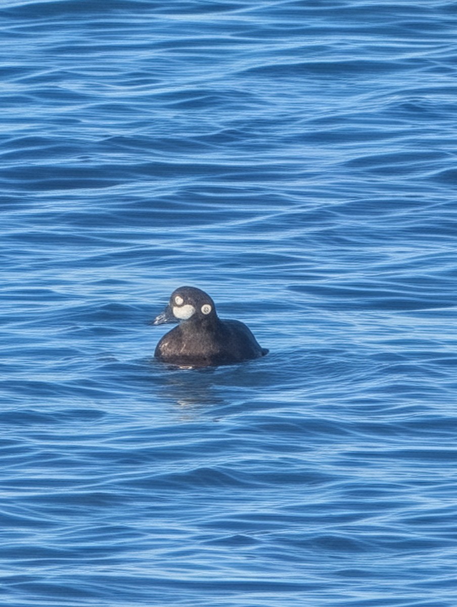 Harlequin Duck - ML645699387