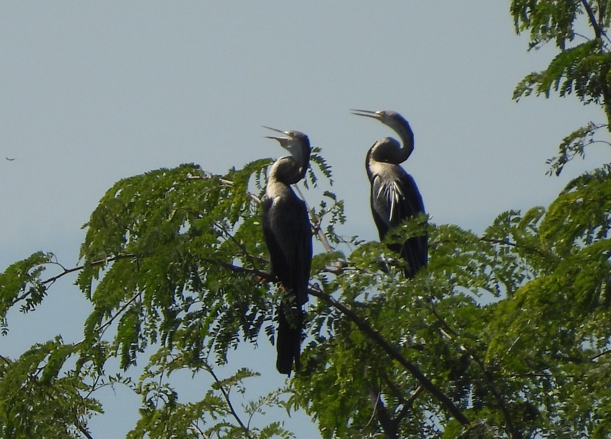 orientslangehals - ML645699392