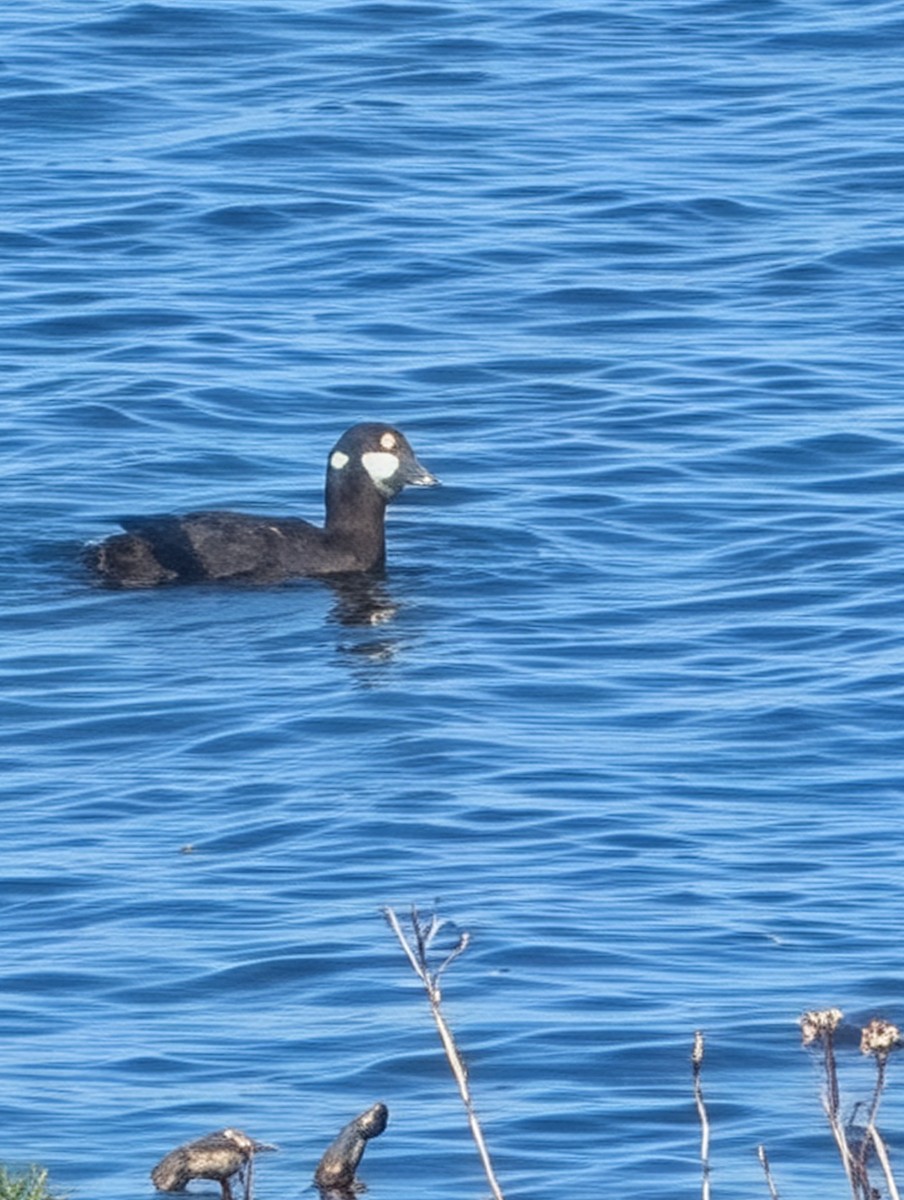 Harlequin Duck - ML645699393