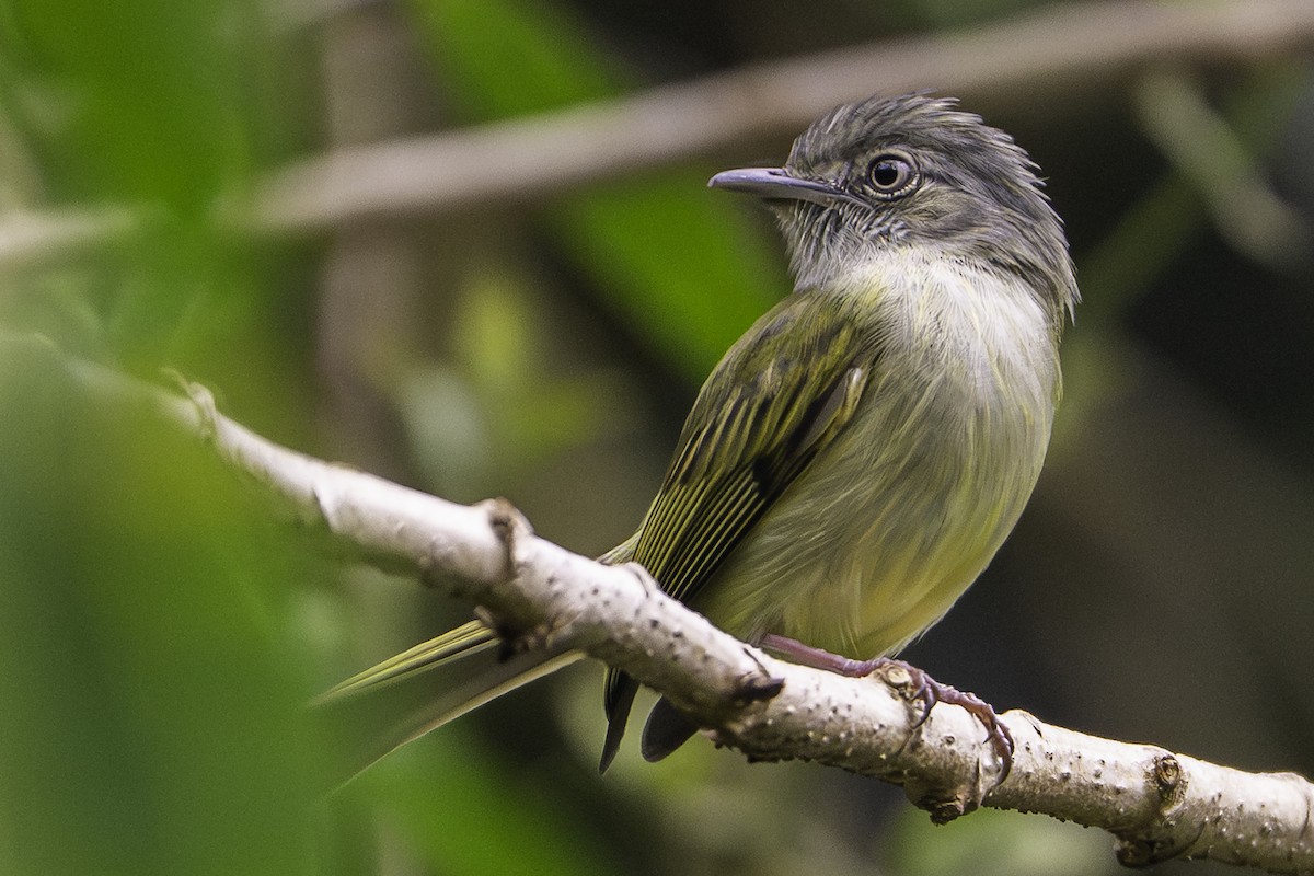 bladflatnebb - ML645699394