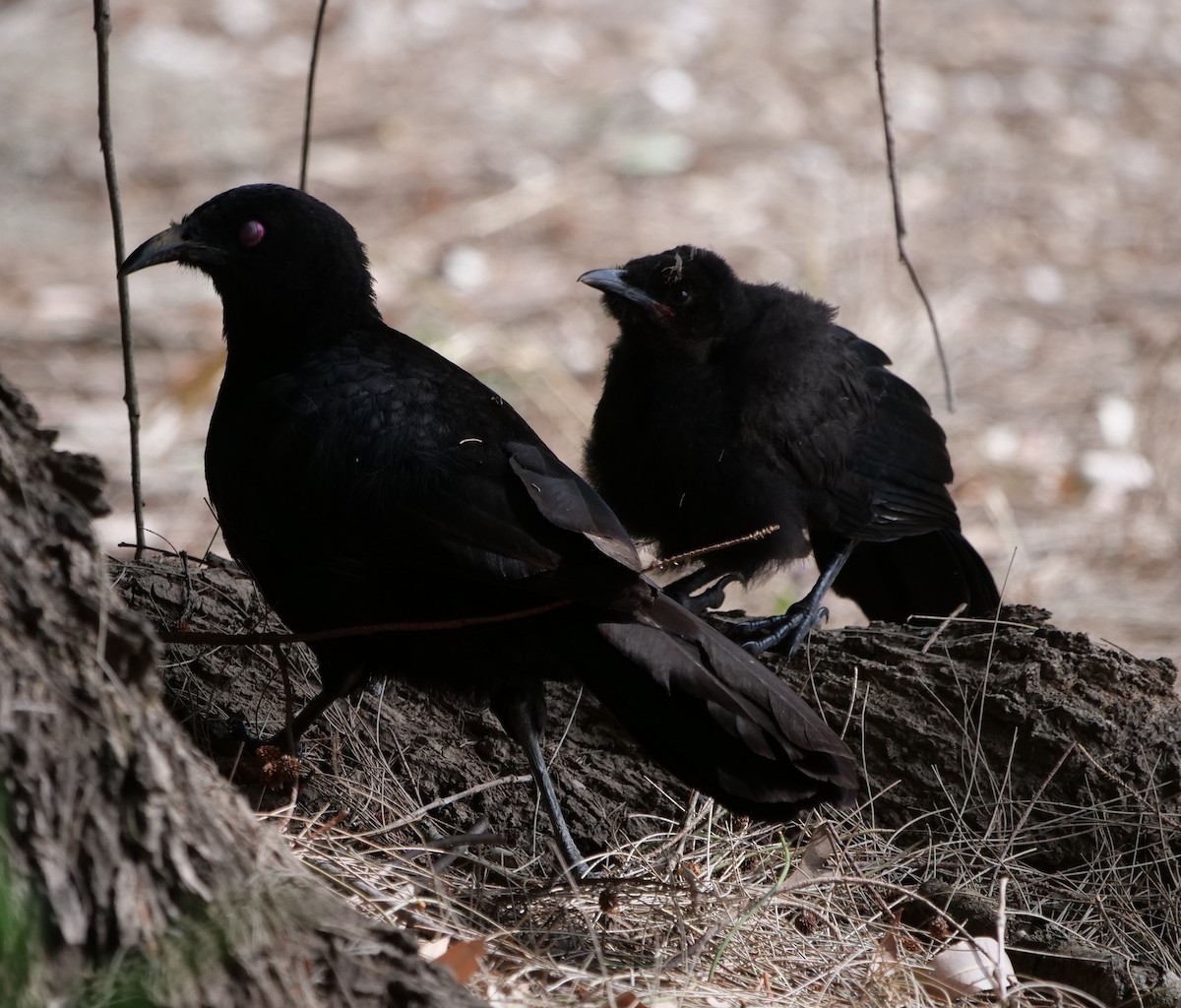 pottemakerfugl - ML645699395