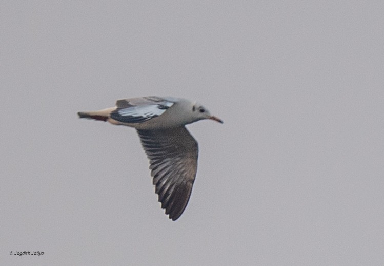 asiahettemåke - ML645699396