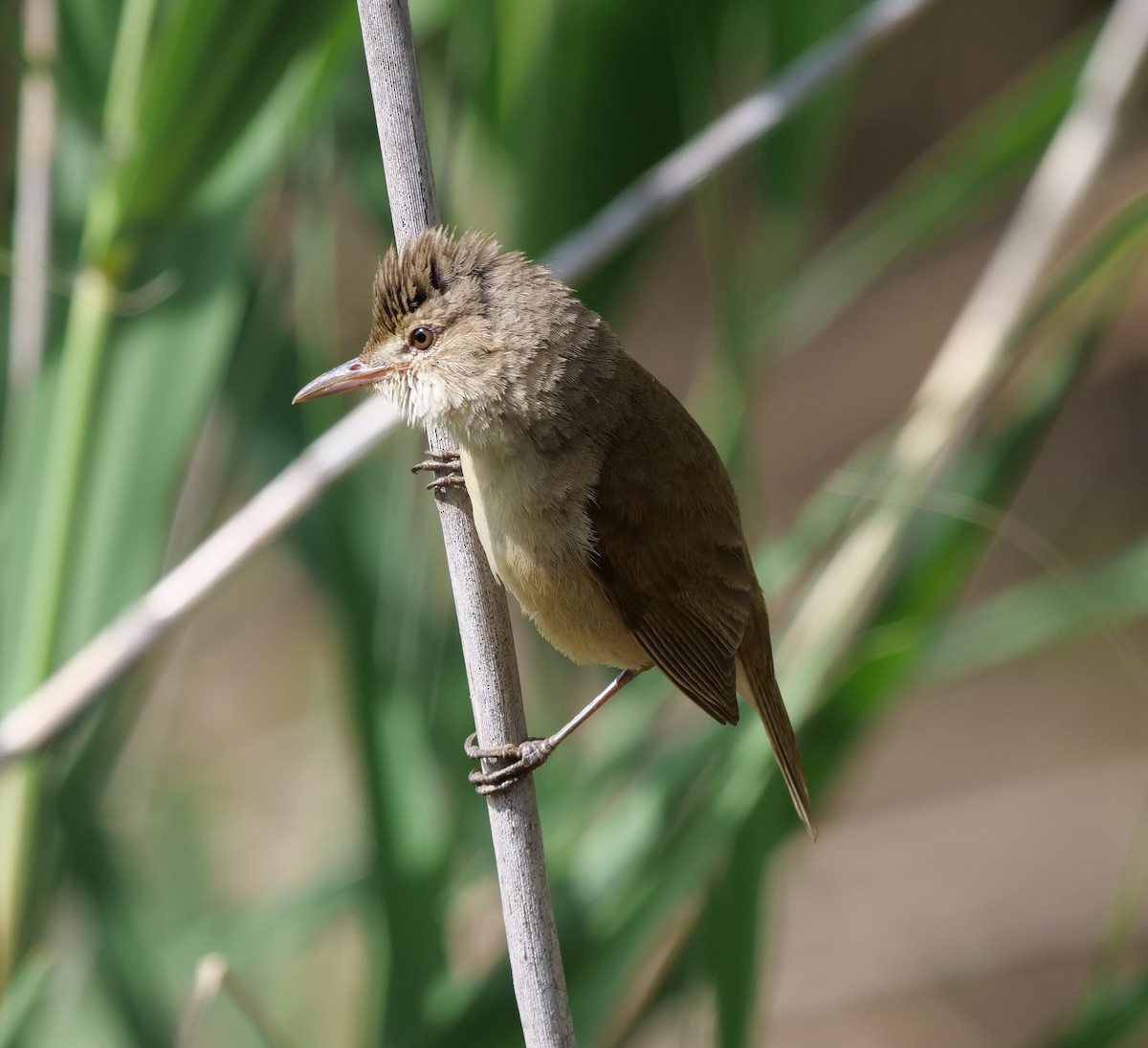 australkjerrsanger - ML645699398