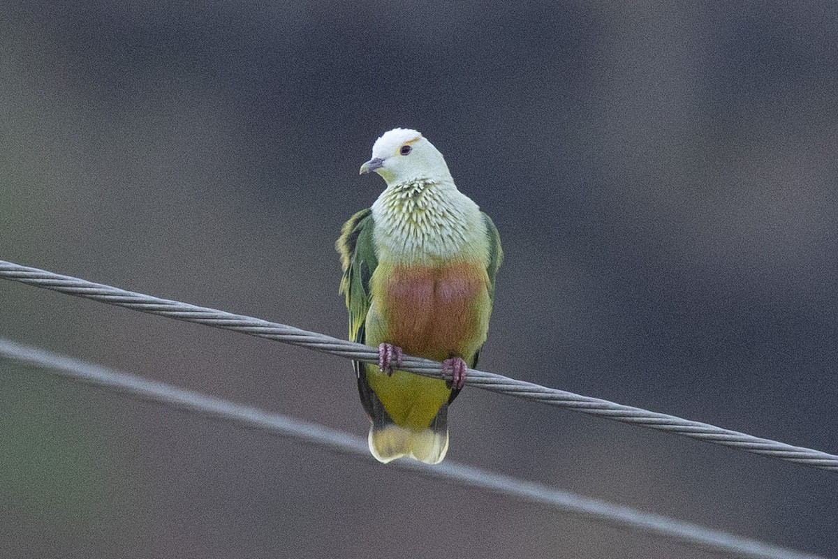 hvitkronefruktdue - ML645699399