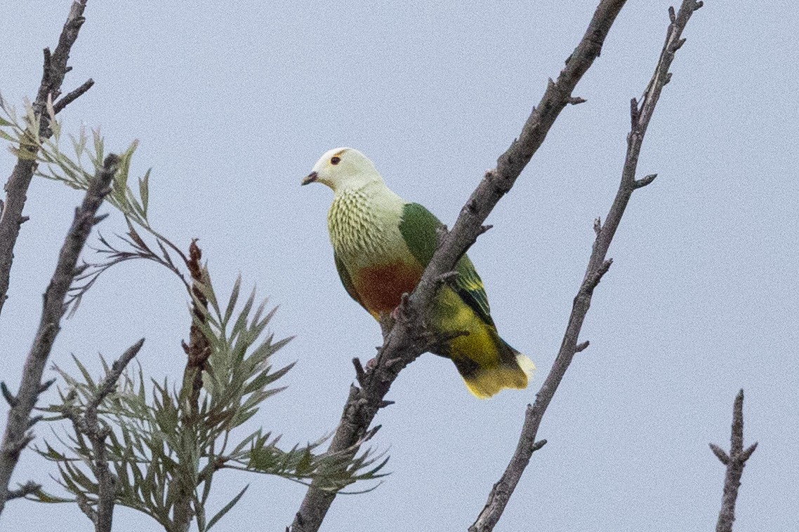 hvitkronefruktdue - ML645699400