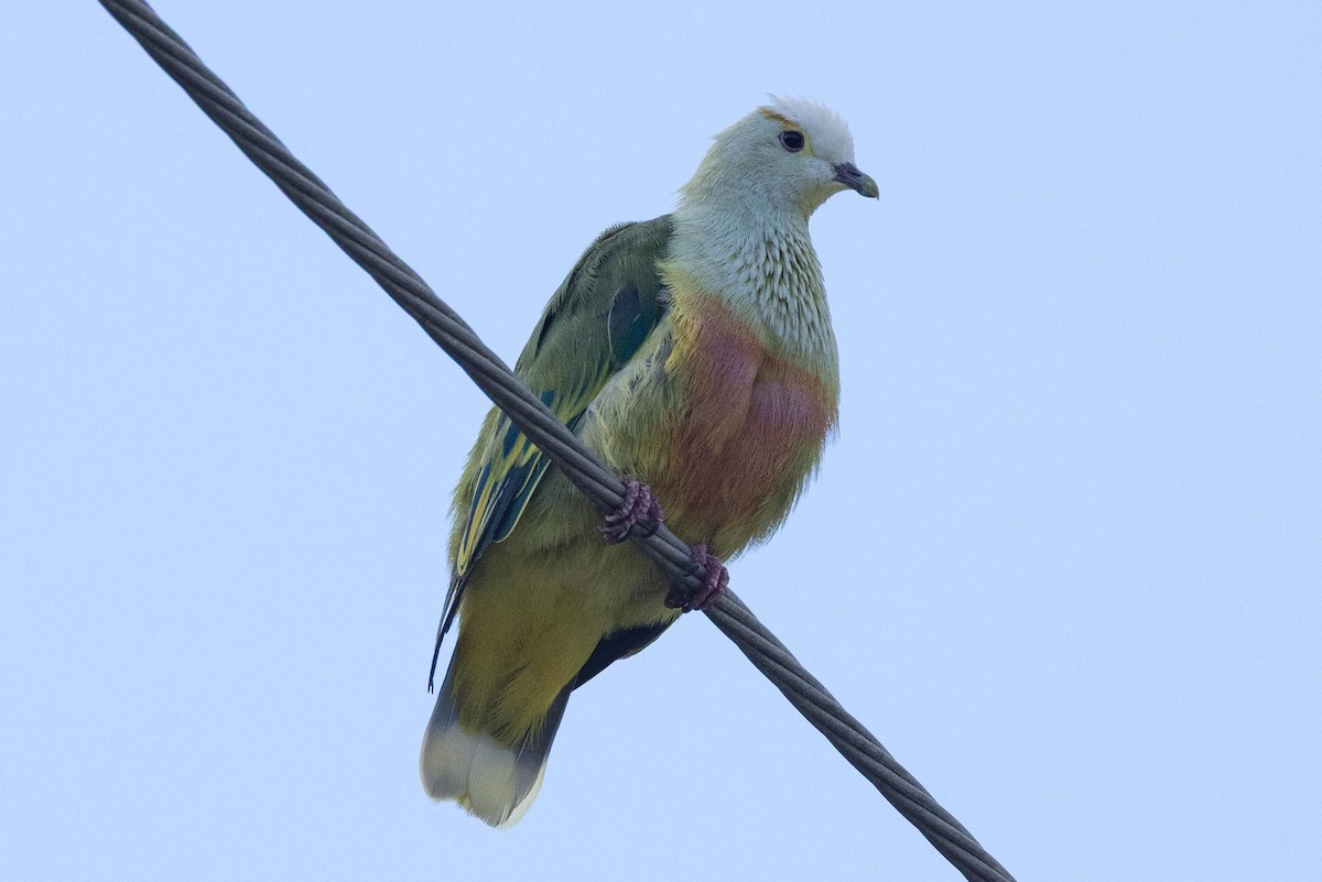 hvitkronefruktdue - ML645699401