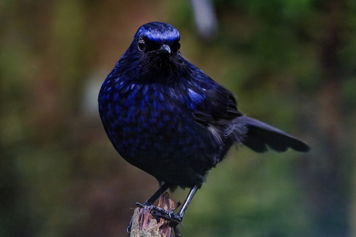 glansplystretrost - ML645699403