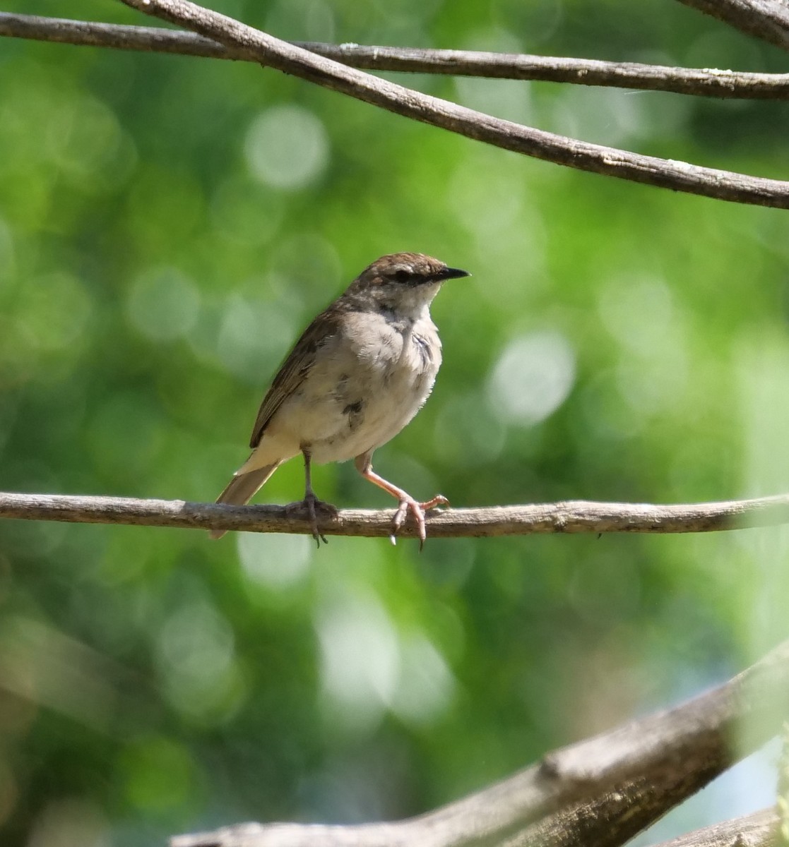 rustgumplerkesanger - ML645699404