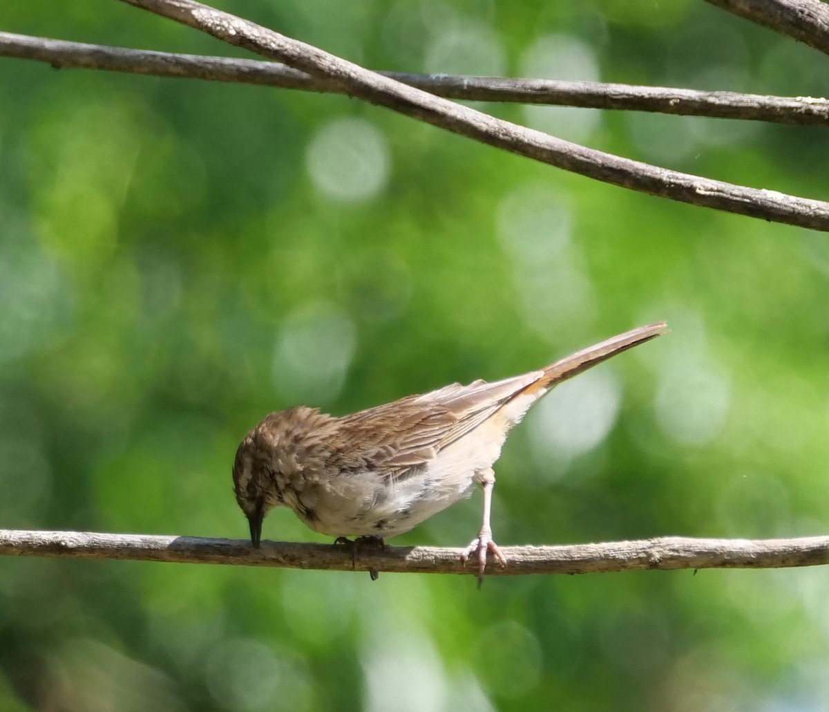 rustgumplerkesanger - ML645699405