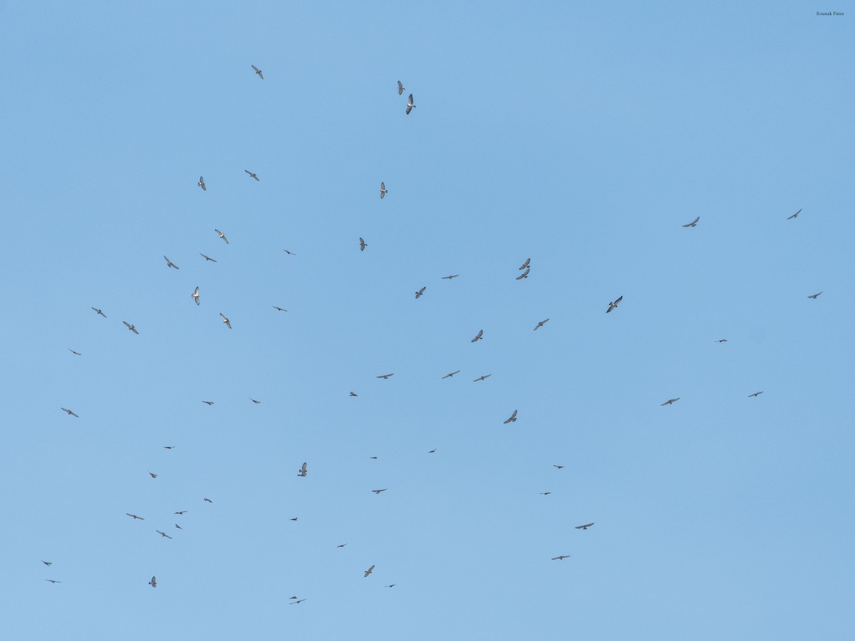 hvitstjertvåk - ML645699407