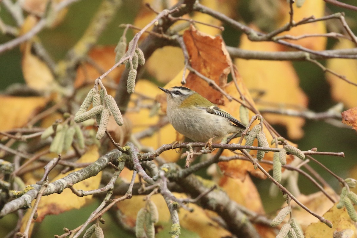 rødtoppfuglekonge - ML645699408