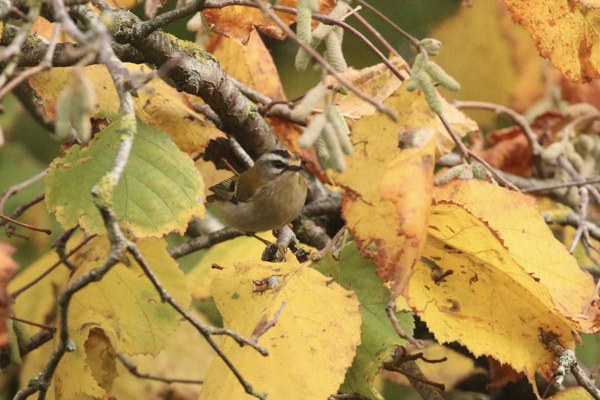 rødtoppfuglekonge - ML645699409