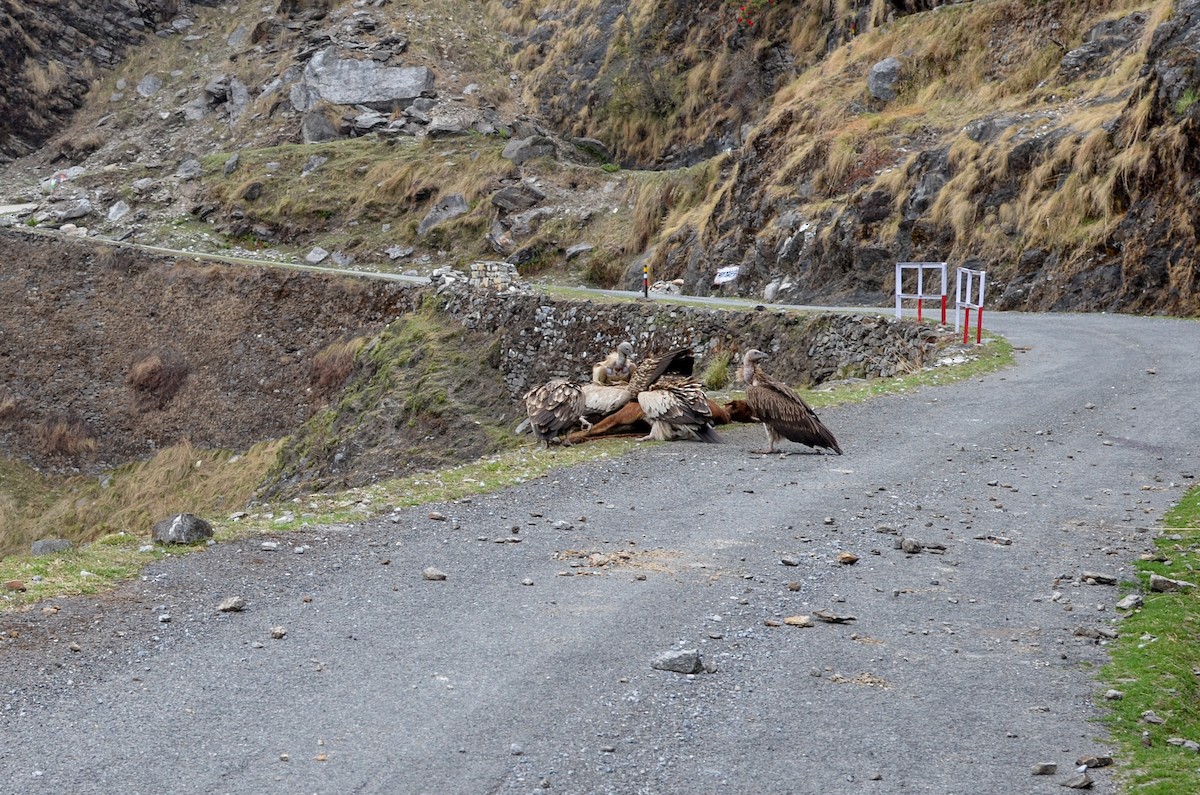 himalayagribb - ML645699410