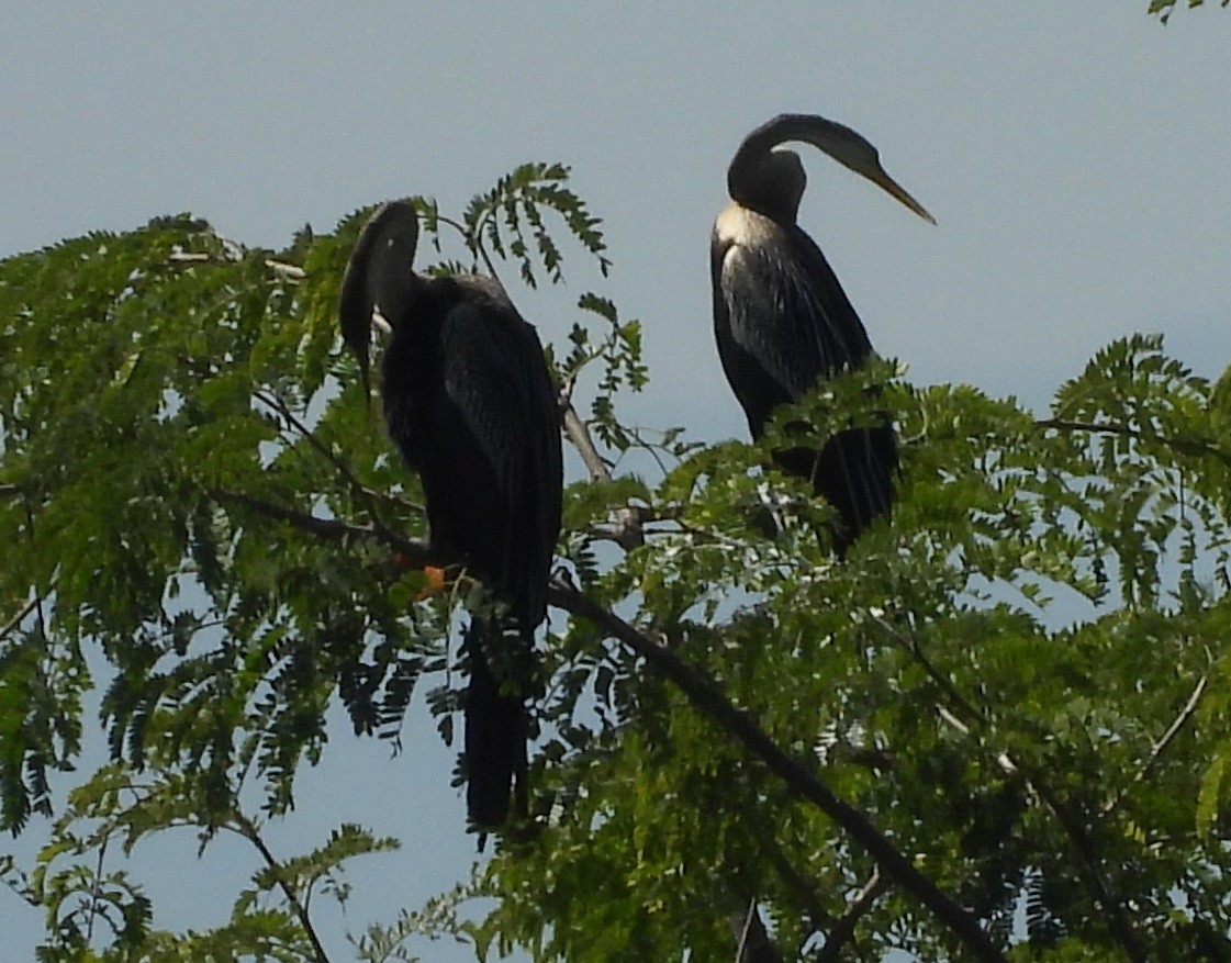 orientslangehals - ML645699411