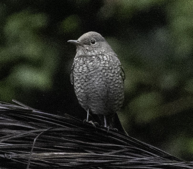 blåtrost - ML645699412