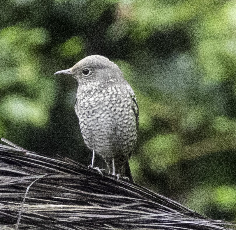 blåtrost - ML645699413